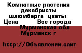 Комнатные растения, декабристы (шлюмберга) цветы › Цена ­ 300 - Все города  »    . Мурманская обл.,Мурманск г.